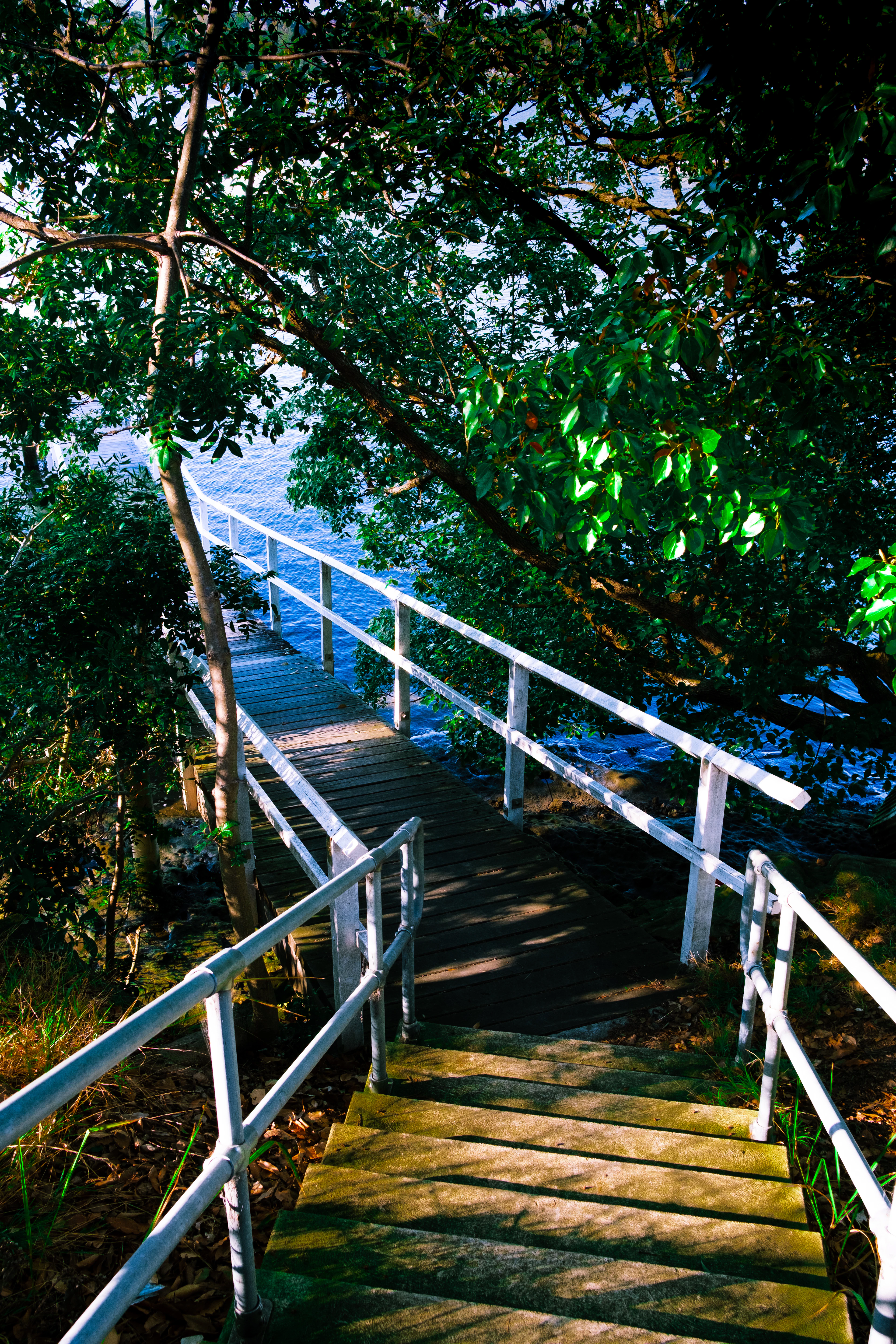 Wooden stairs with white railings descending through leafy trees