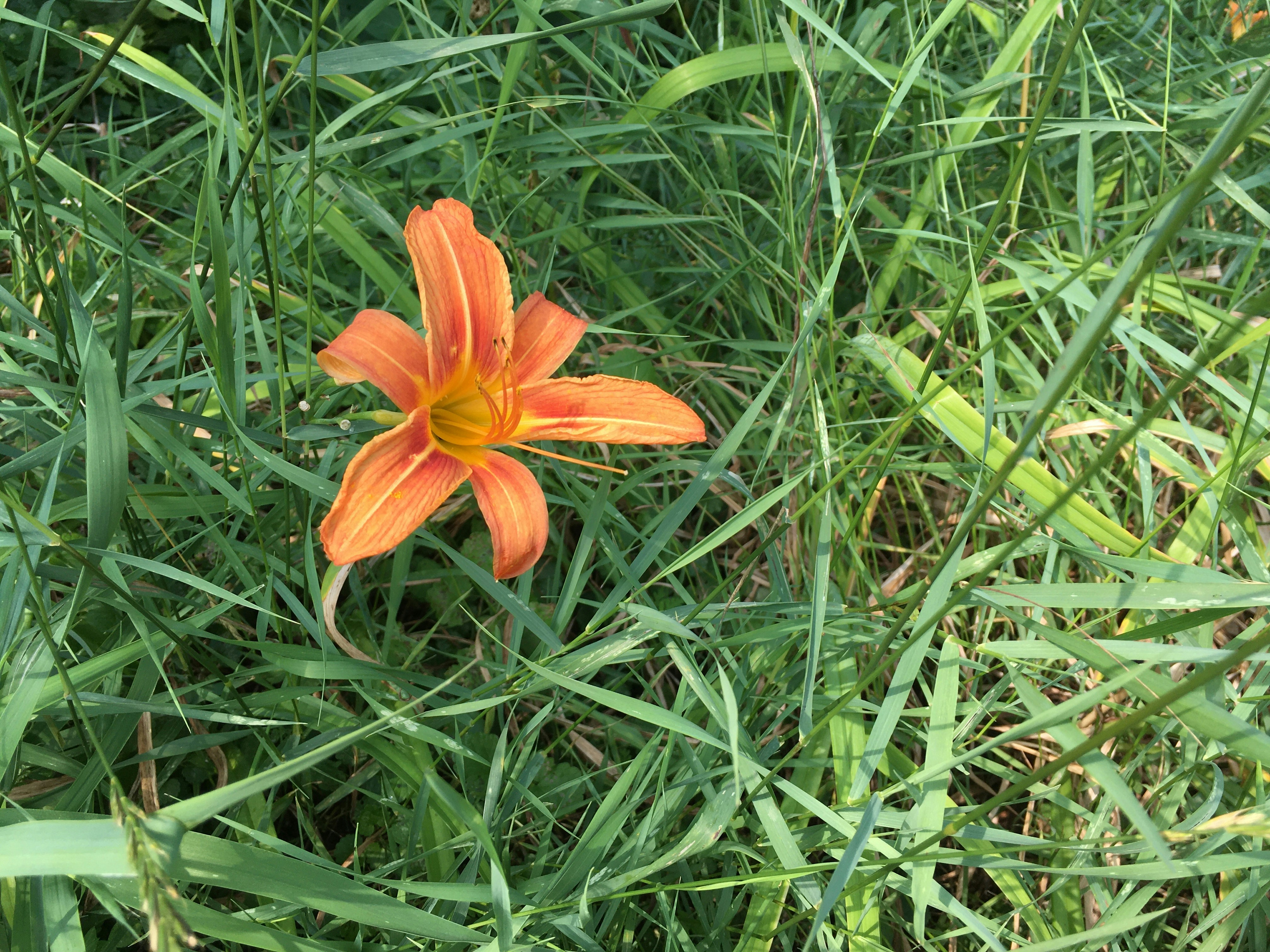 a single orange flower sitting in the grass
