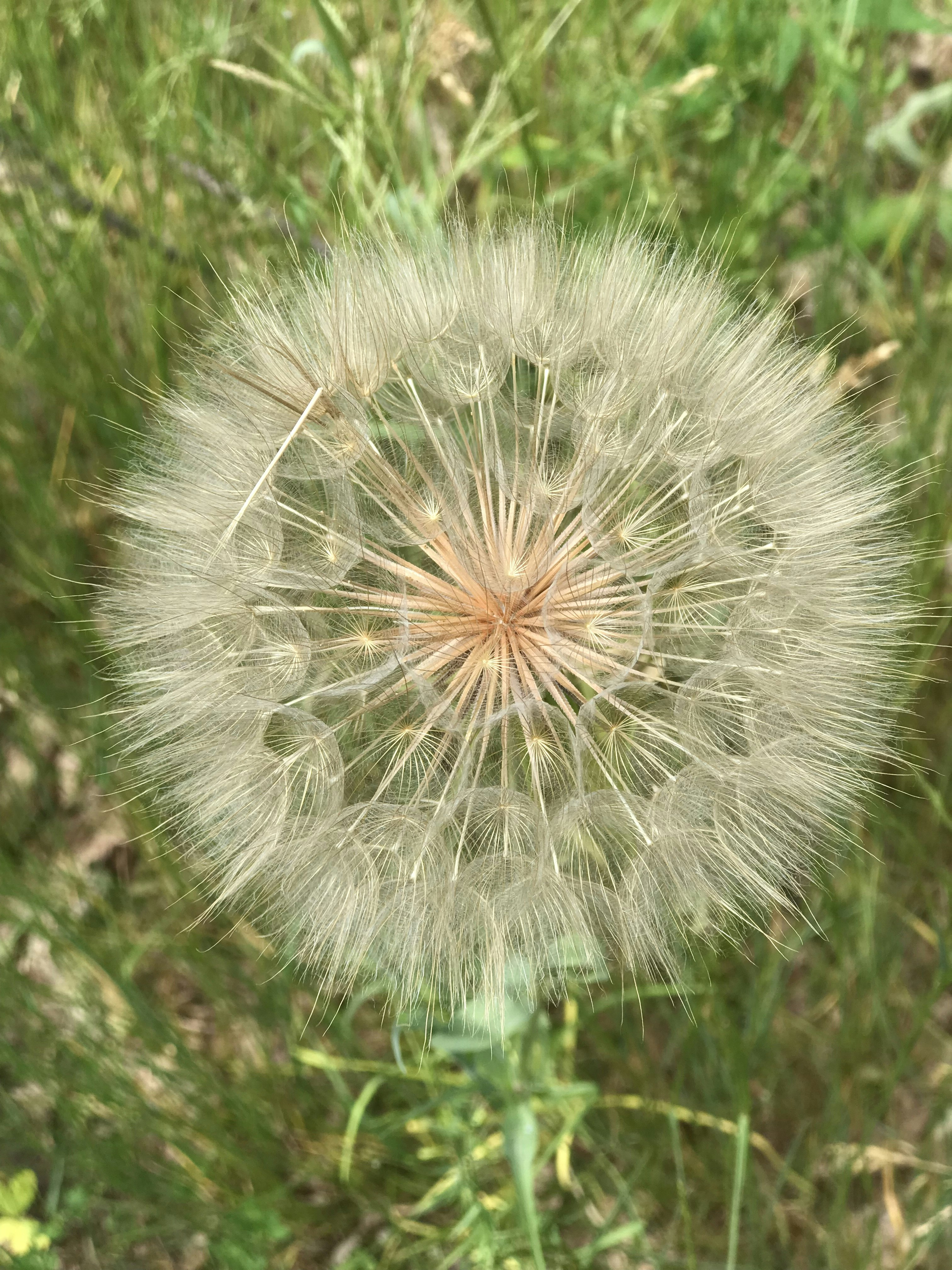 a close up of a dandelion in a field