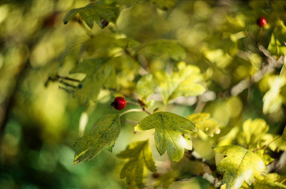a red ladybug sitting on a green leafy tree