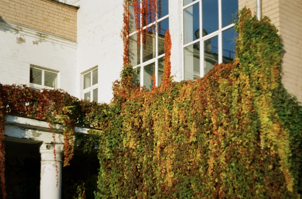 a building with a bunch of vines growing on it