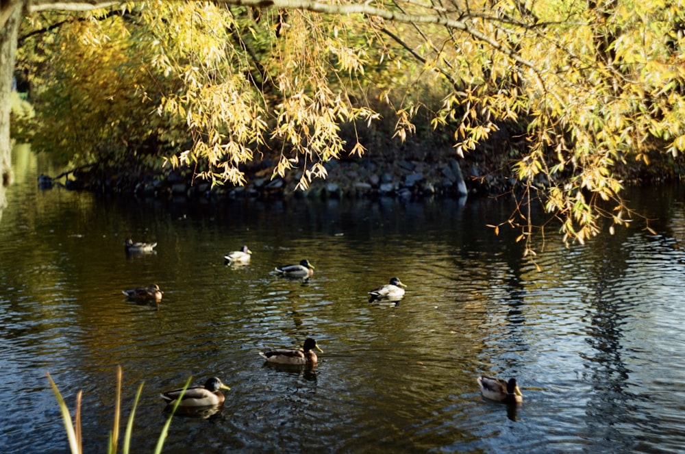 a group of ducks floating on top of a lake