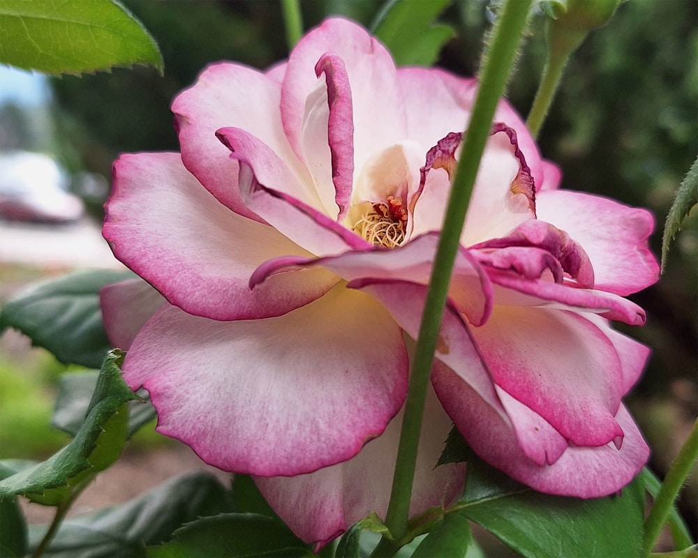 a close up of a pink flower with green leaves