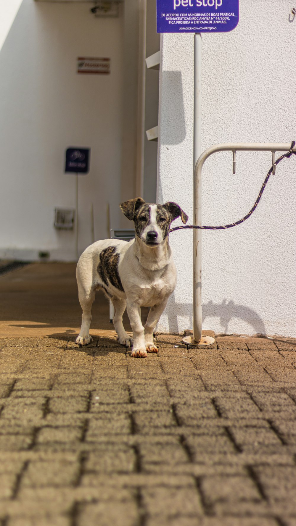 a small dog standing on a sidewalk next to a sign