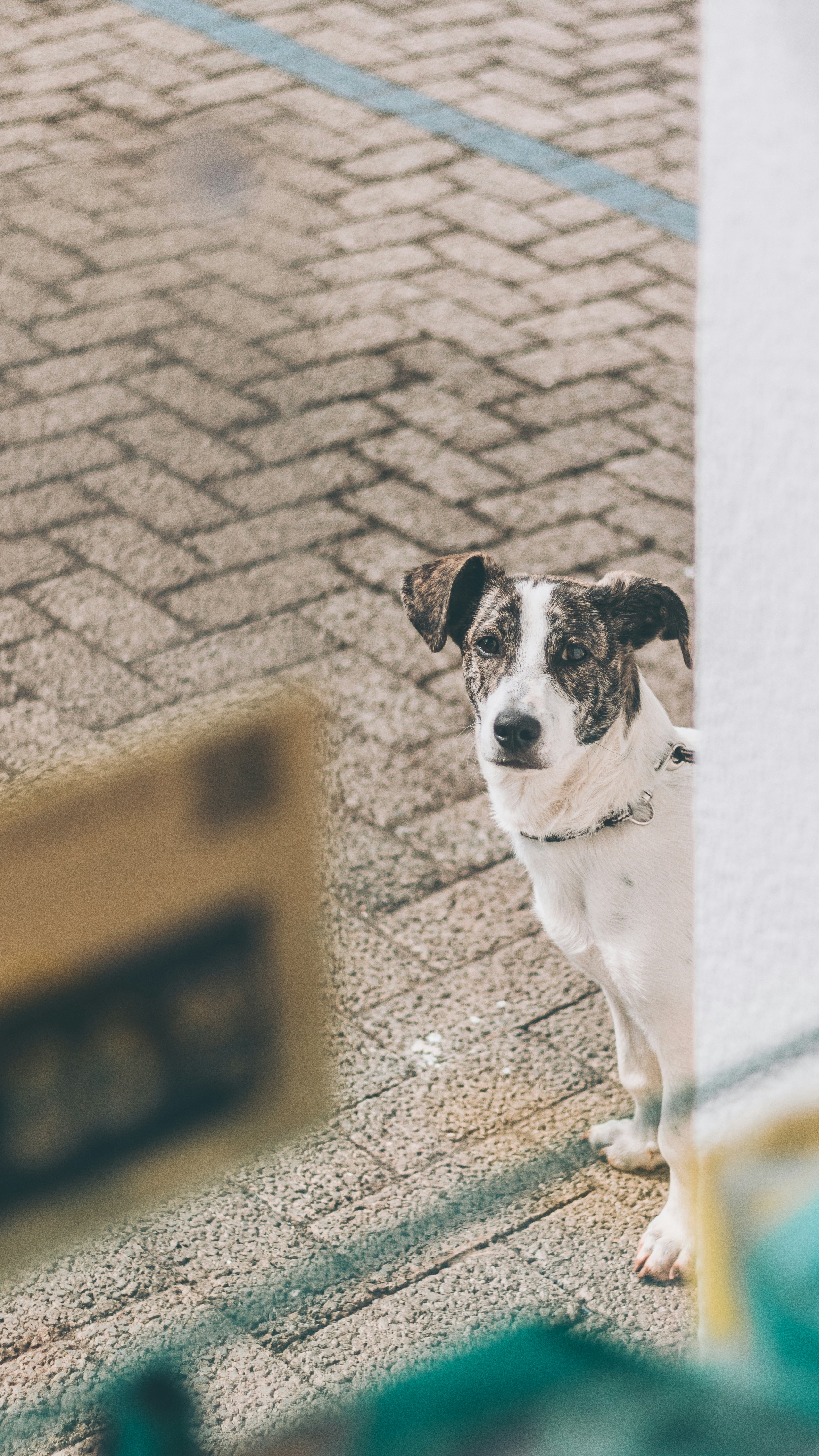 um cão a olhar-se no espelho