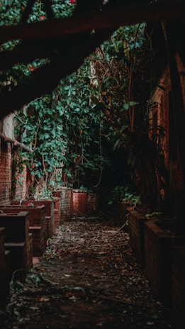 A quiet path winding through overgrown plants and discarded objects.