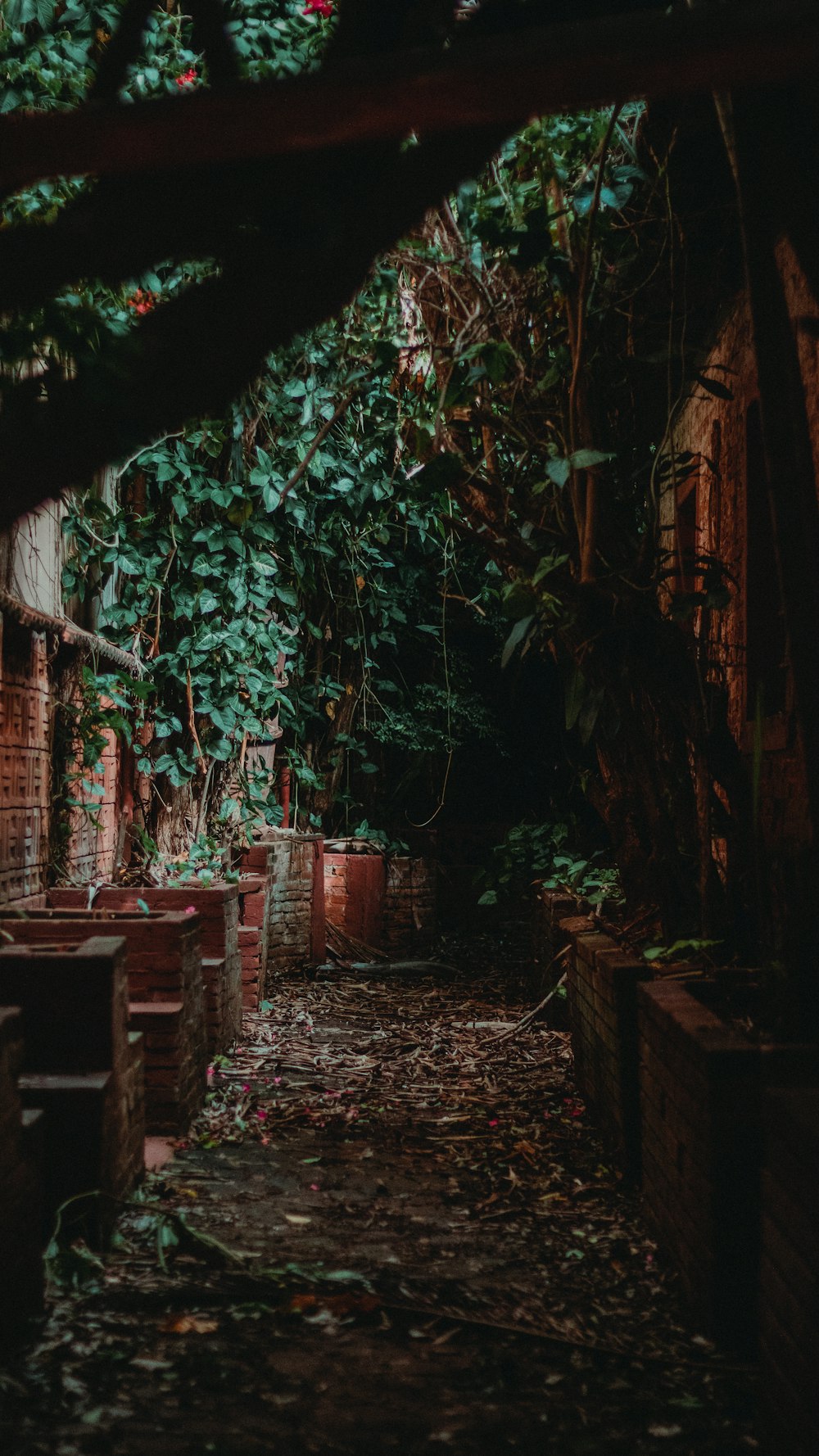 a dark alley way with lots of trees and plants