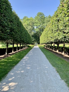 a road lined with trees and grass in the middle of a park