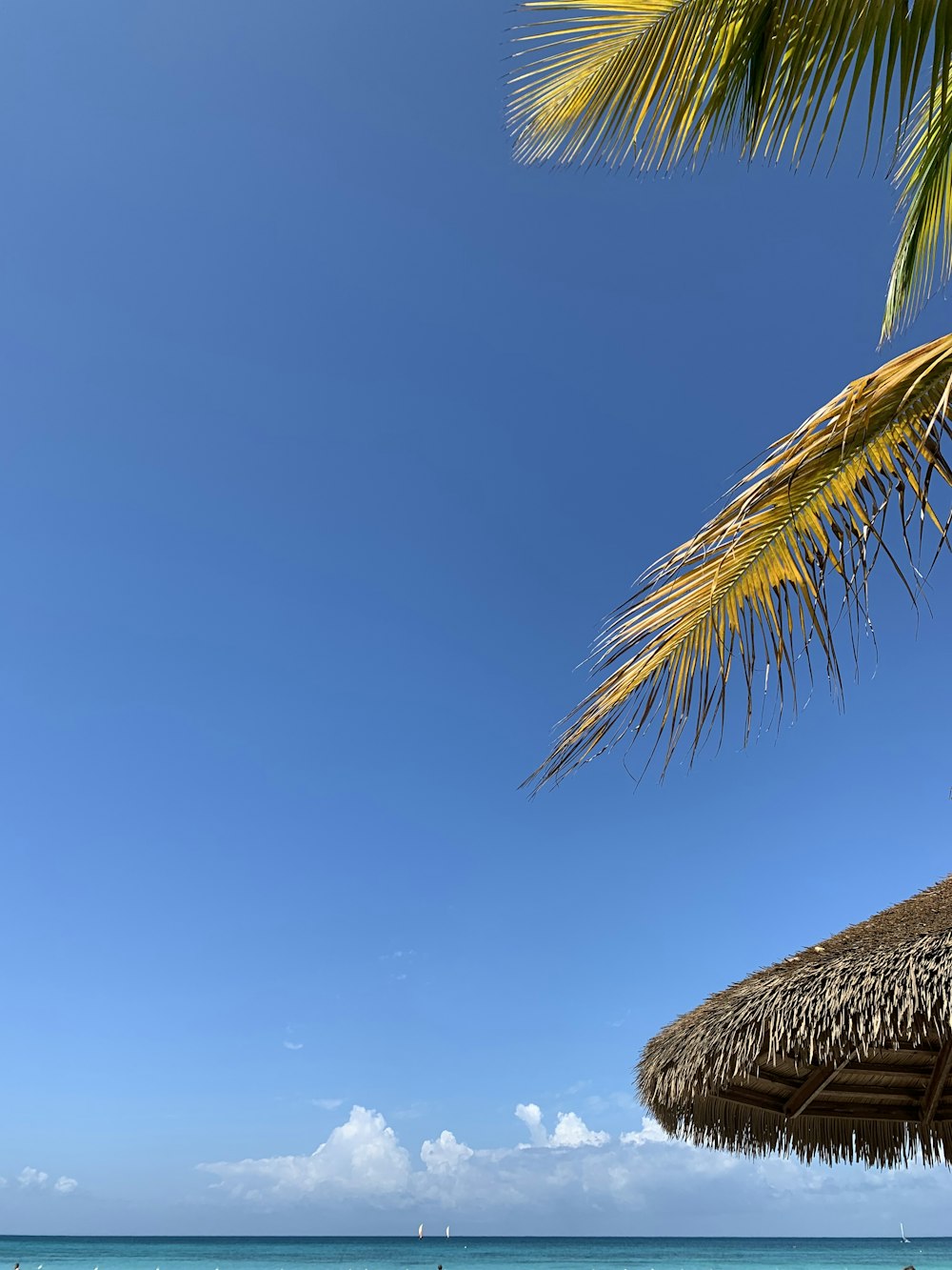 a beach with a palm tree and a blue sky