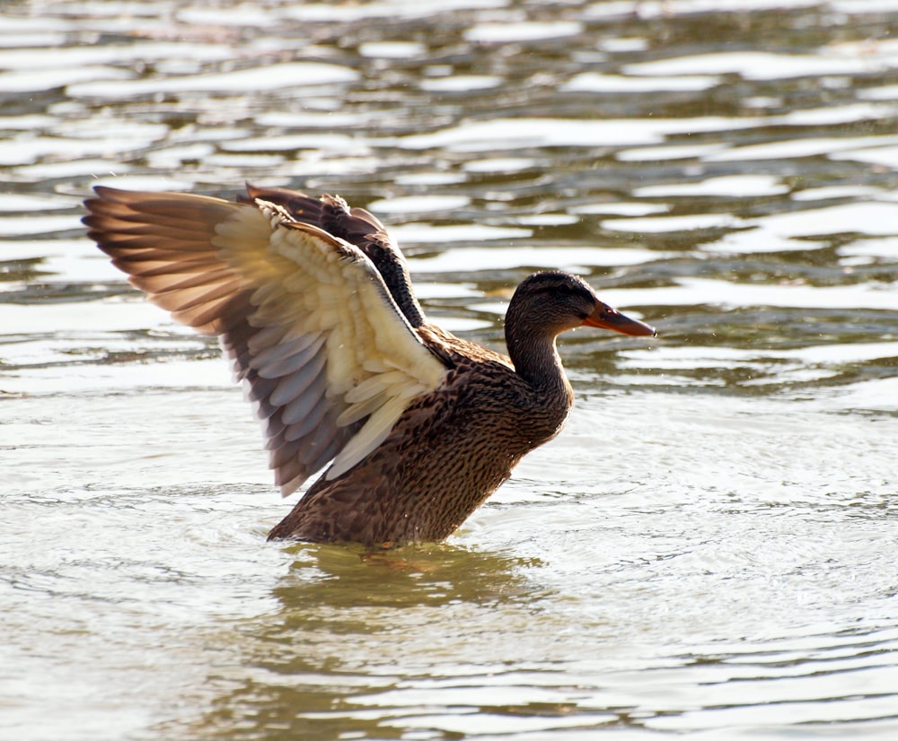 a duck flapping its wings in the water