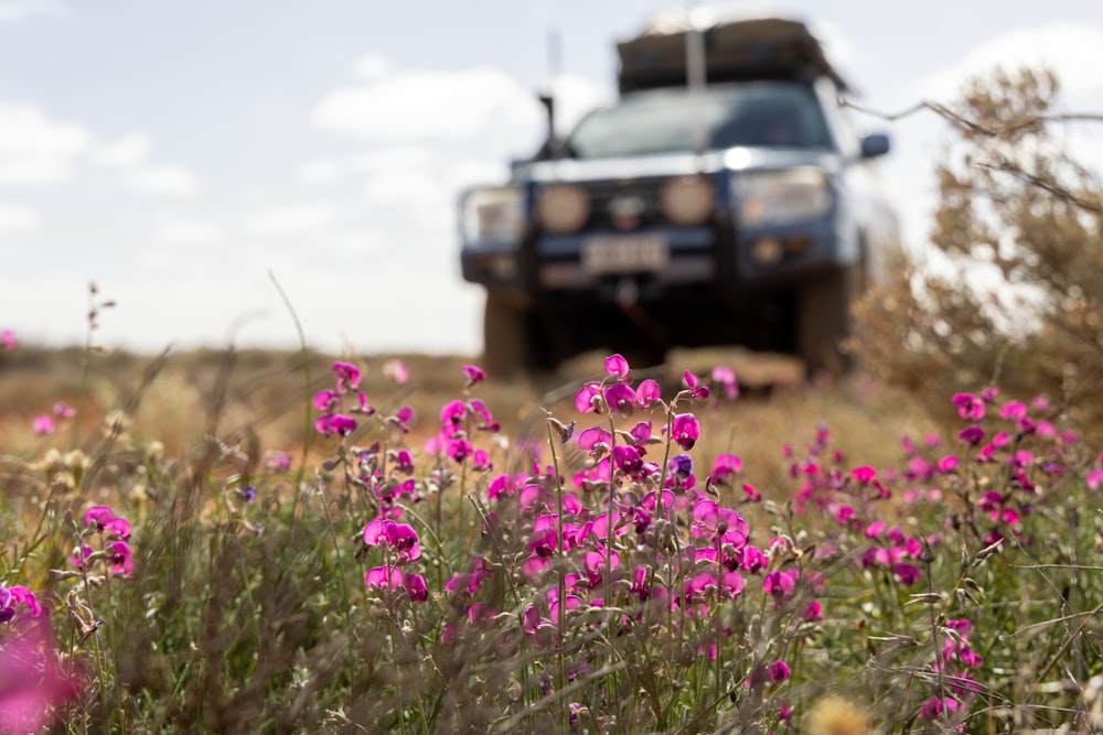 a truck driving through a field of purple flowers