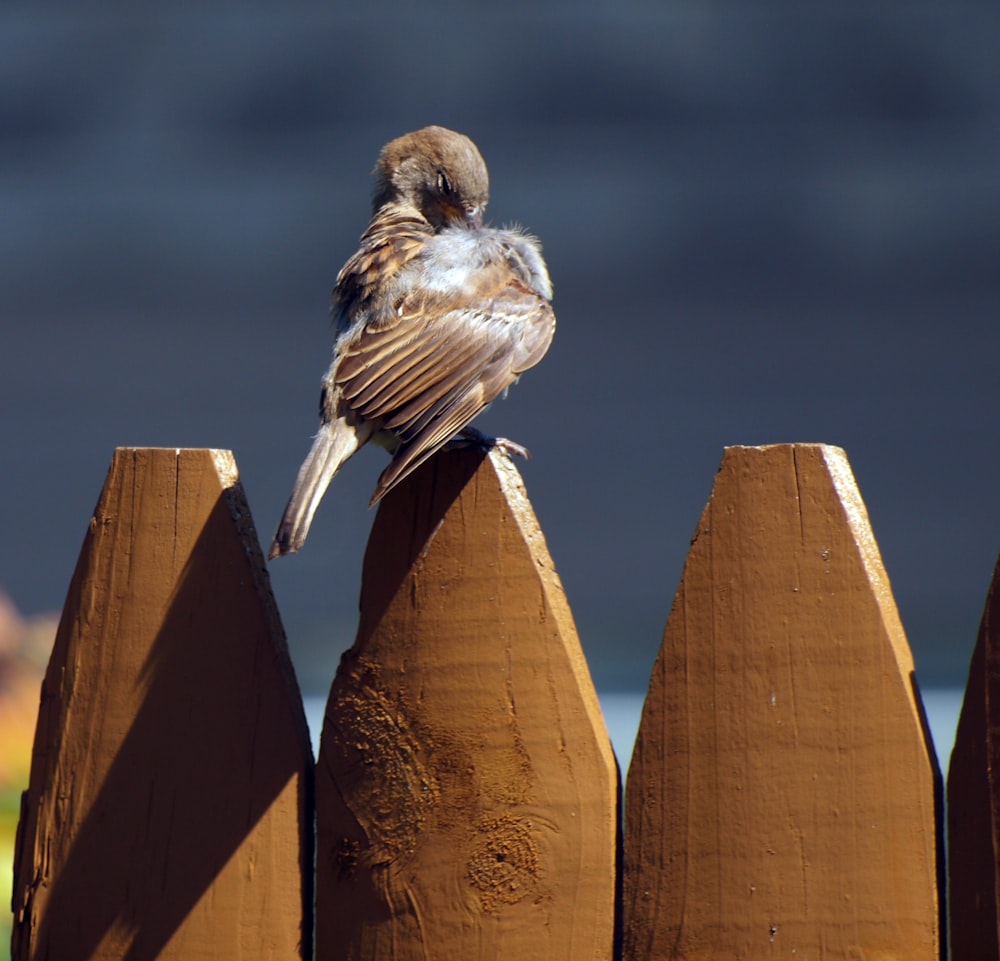 a small bird perched on top of a wooden fence