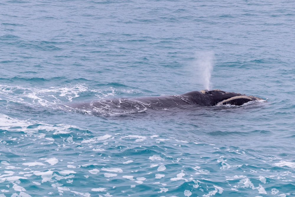uma baleia cinzenta está nadando no oceano