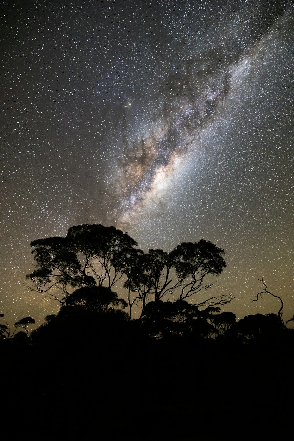 a night sky filled with stars and trees