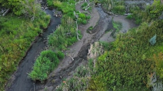 Aerial view of a lush green wetland area with a small winding stream running through dense vegetation and grass. The landscape is dotted with patches of taller reeds and fallen branches, suggesting a natural, untouched environment. Varying shades of green dominate the scene, with some areas appearing more saturated than others.