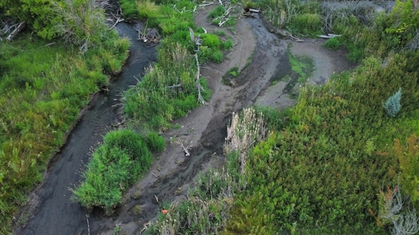 Aerial view of a lush green wetland area with a small winding stream running through dense vegetation and grass. The landscape is dotted with patches of taller reeds and fallen branches, suggesting a natural, untouched environment. Varying shades of green dominate the scene, with some areas appearing more saturated than others.