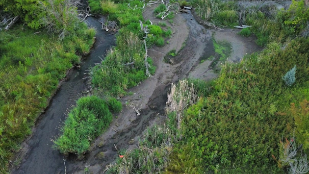 A team of environmental consultants conducting a wetland assessment in a lush green marshland.