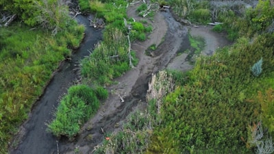 Aerial view of a lush green wetland area with a small winding stream running through dense vegetation and grass. The landscape is dotted with patches of taller reeds and fallen branches, suggesting a natural, untouched environment. Varying shades of green dominate the scene, with some areas appearing more saturated than others.