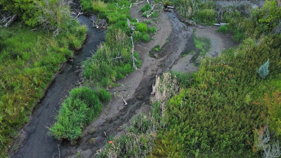A team of environmental consultants conducting a wetland assessment in a lush Australian landscape.