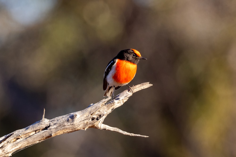 a small orange and black bird sitting on a branch