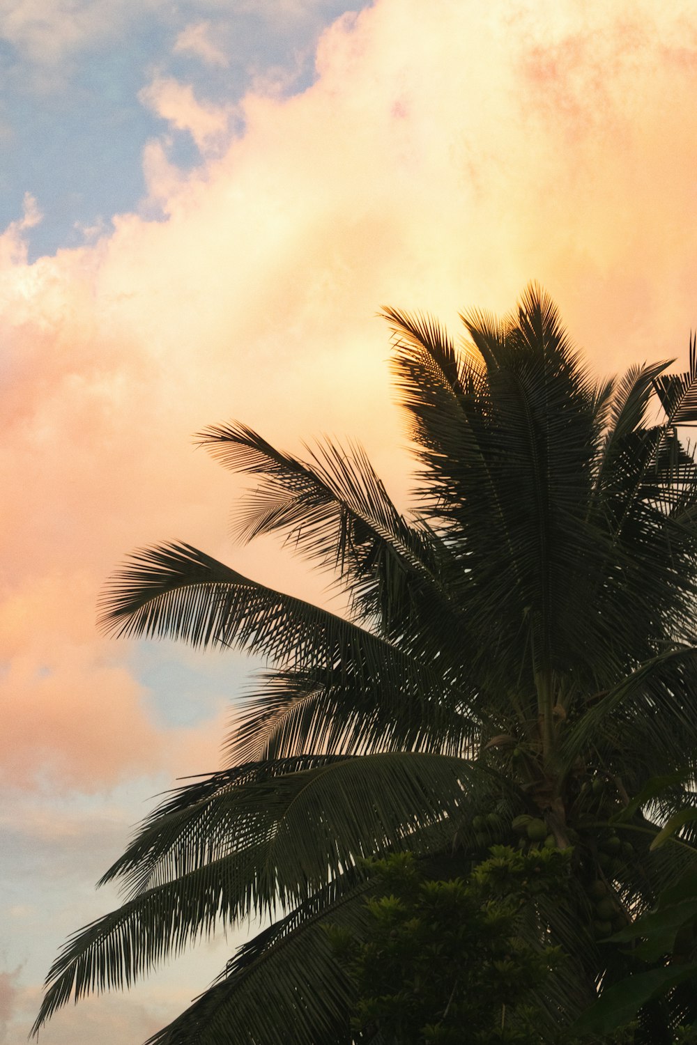 a palm tree with a pink sky in the background