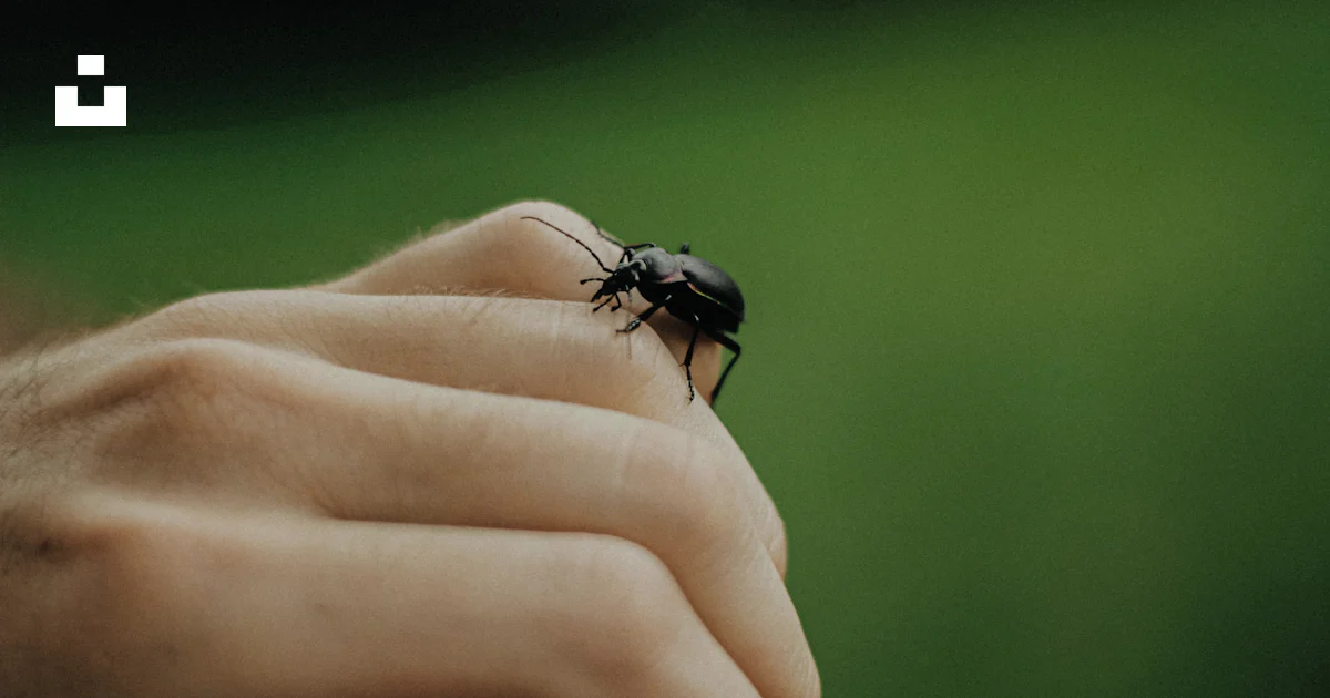 A person holding a beetle in their hand photo – Free Summer Image on ...
