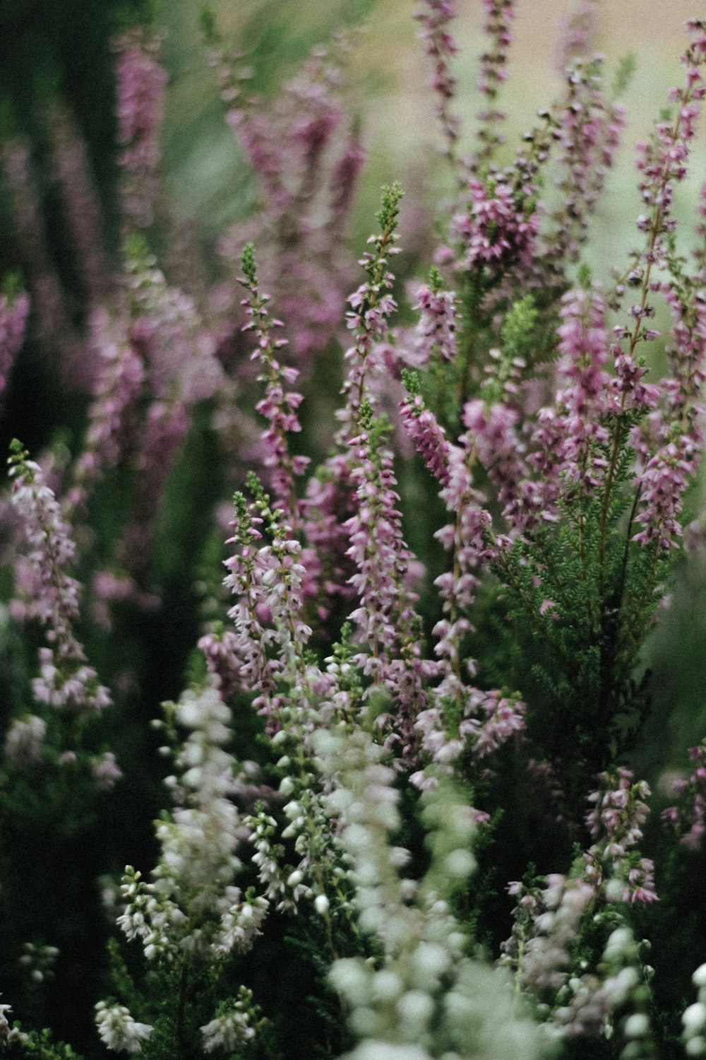 a bunch of flowers that are in the grass