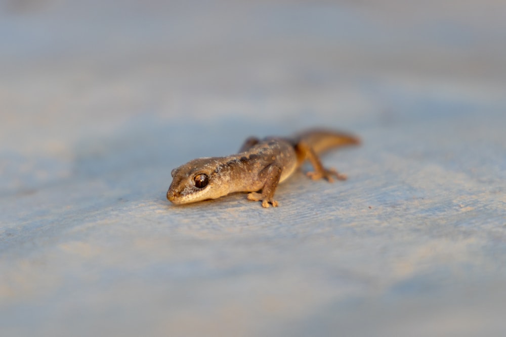 a small lizard sitting on the ground