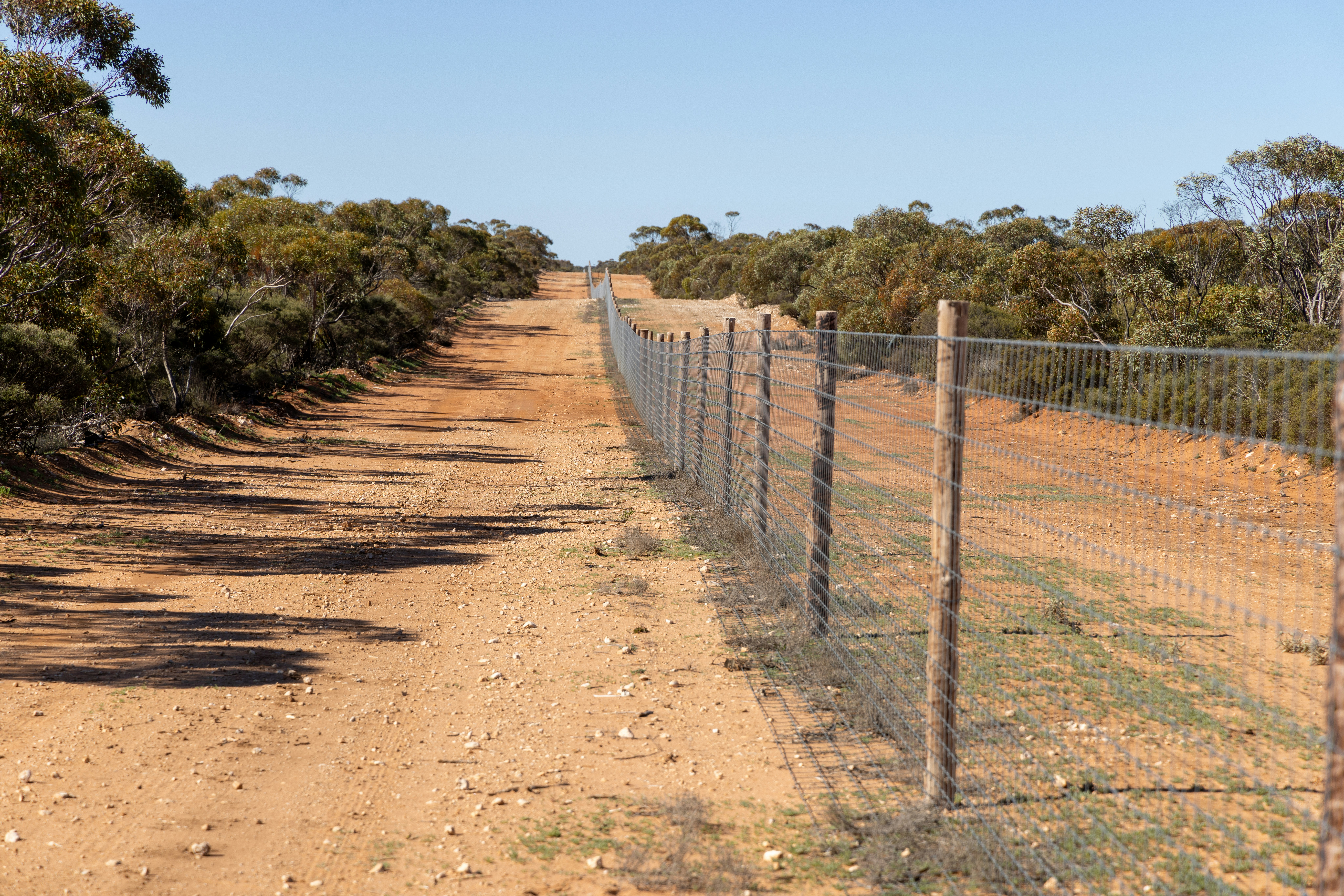 Dog fence