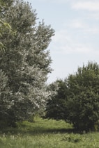 A peaceful outdoor scene with fresh air and green trees, evoking freedom from smoking.