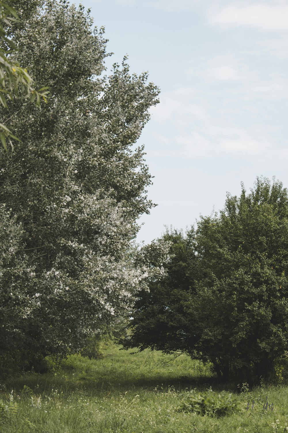 a couple of trees that are in the grass