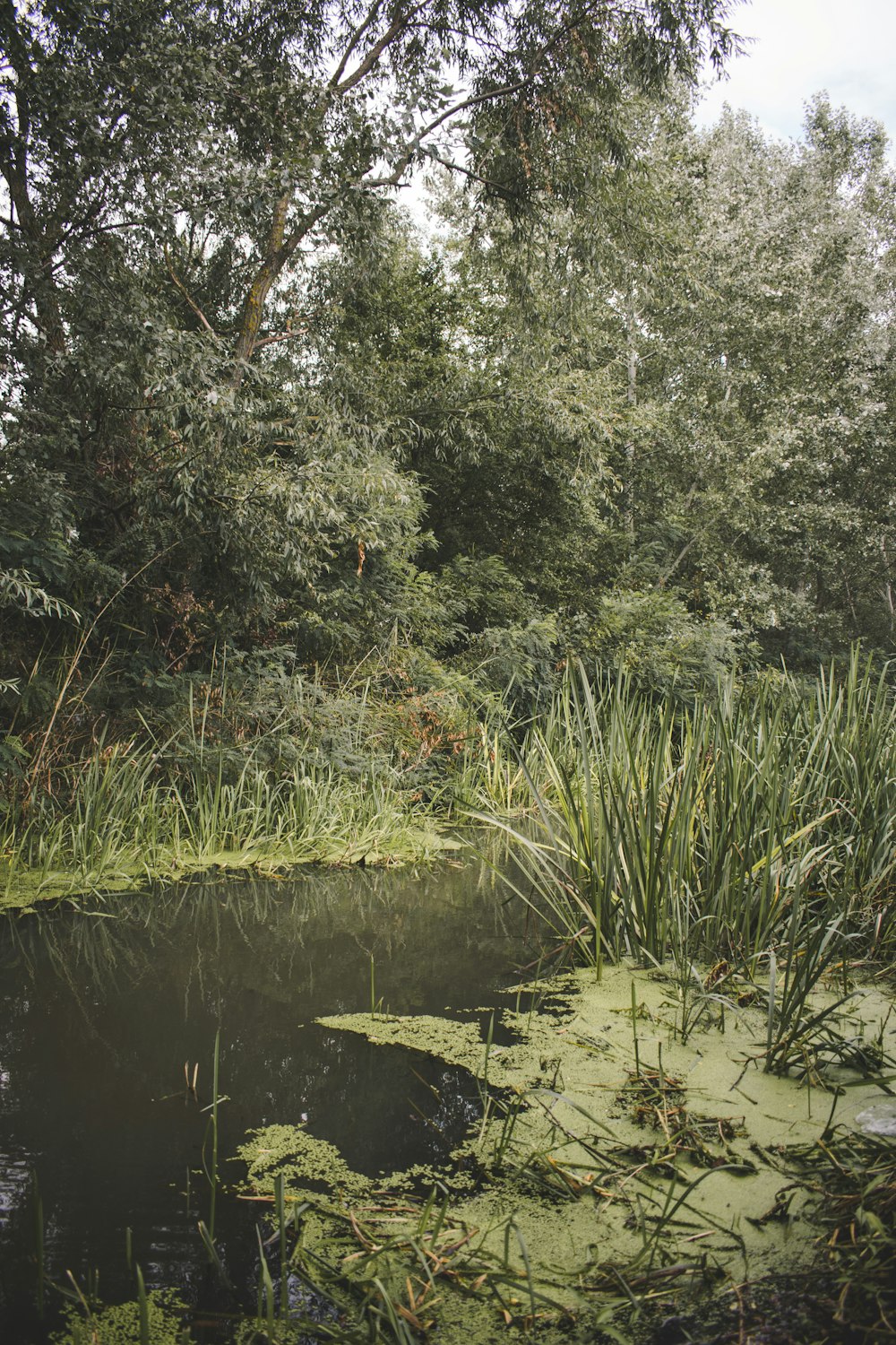 uma lagoa cercada por grama alta e árvores