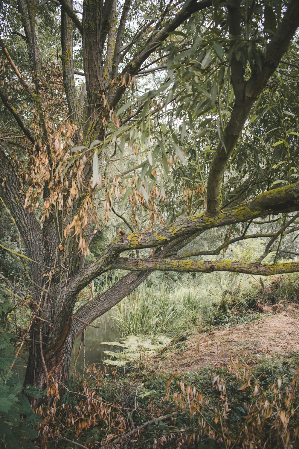 a tree that is next to a body of water