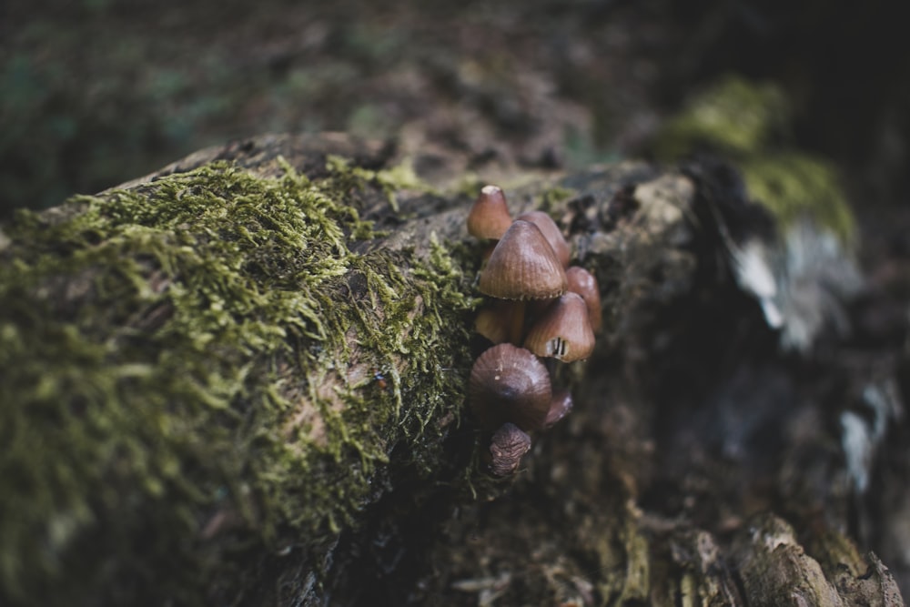 a group of mushrooms sitting on top of a moss covered log