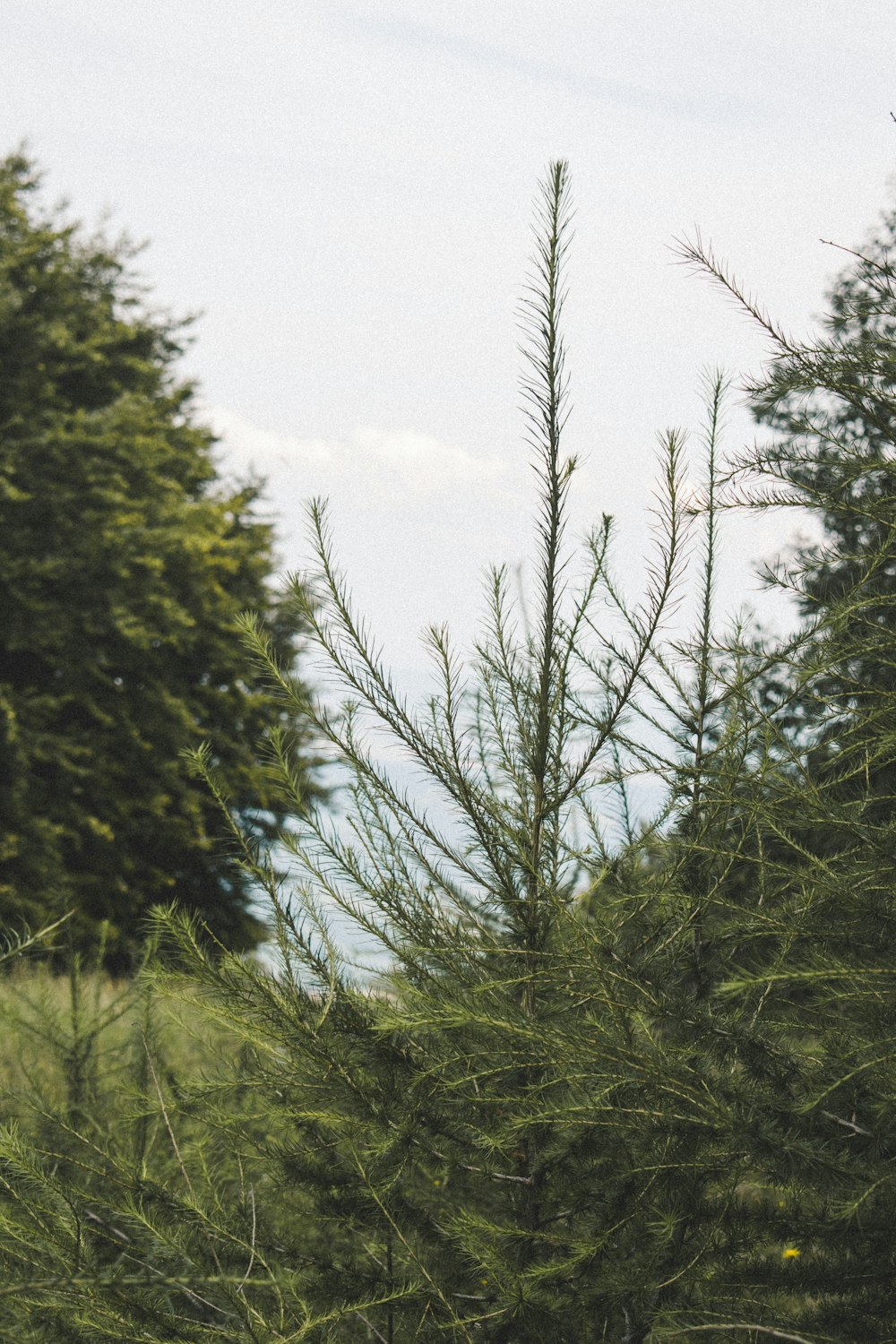 a bird perched on top of a pine tree