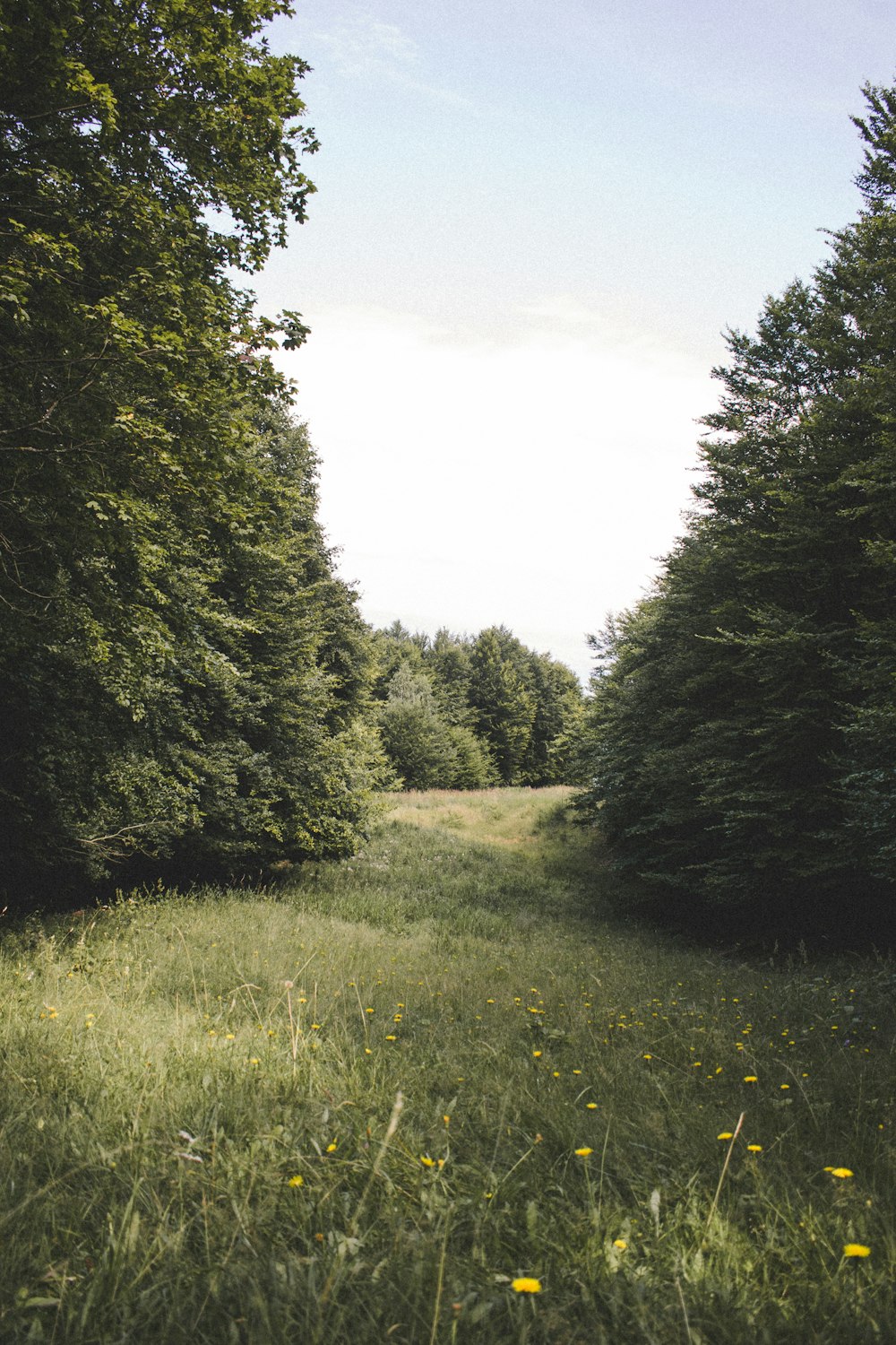 a dirt road surrounded by trees and grass