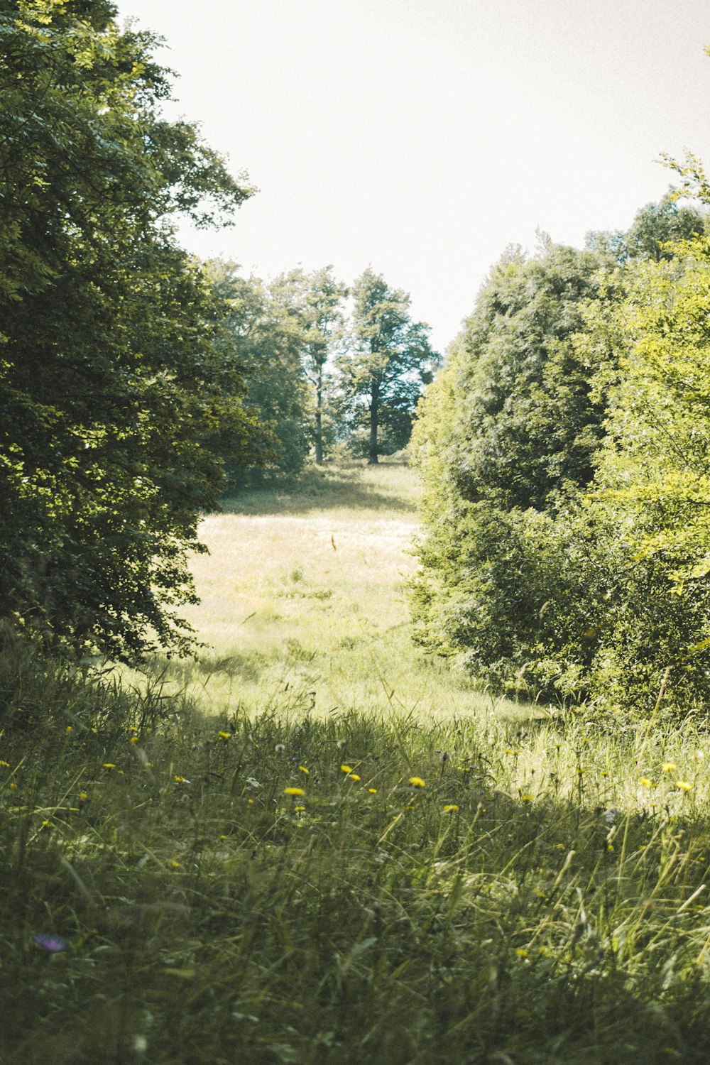 a grassy field with trees in the background