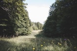 A serene image of an open path in a lush forest.