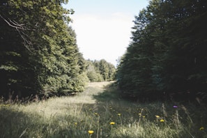A serene image of an open path in a lush forest.