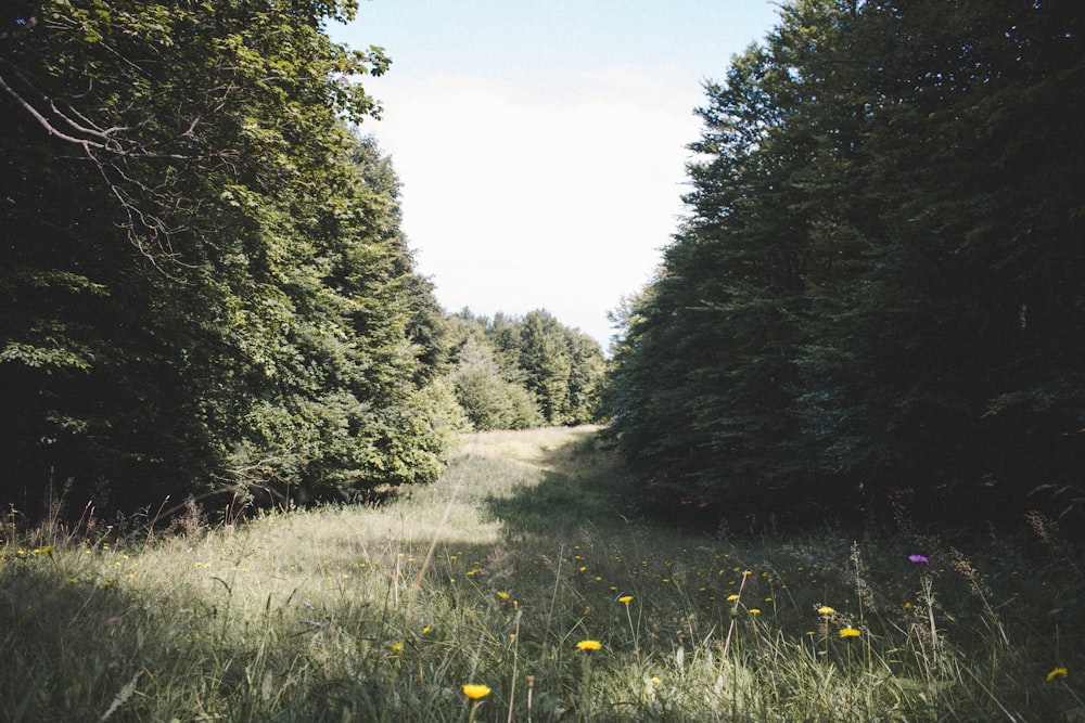 a dirt road surrounded by tall grass and trees