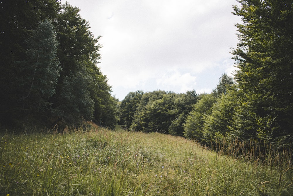 a field with tall grass and trees in the background