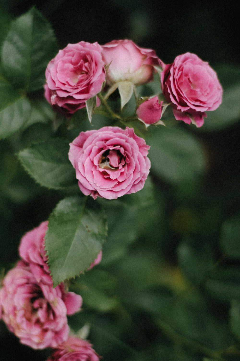 a bunch of pink roses with green leaves