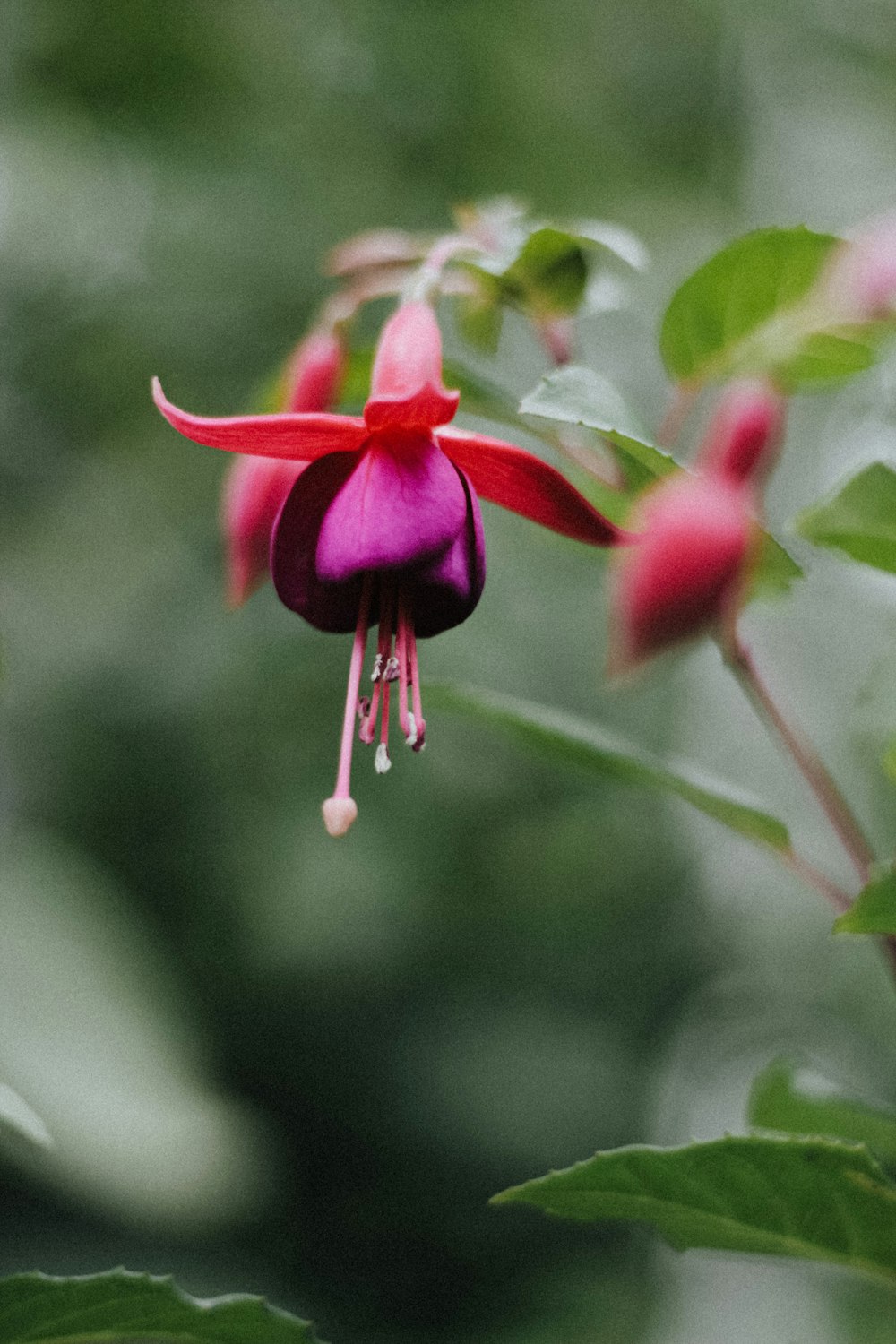 a pink and purple flower with green leaves