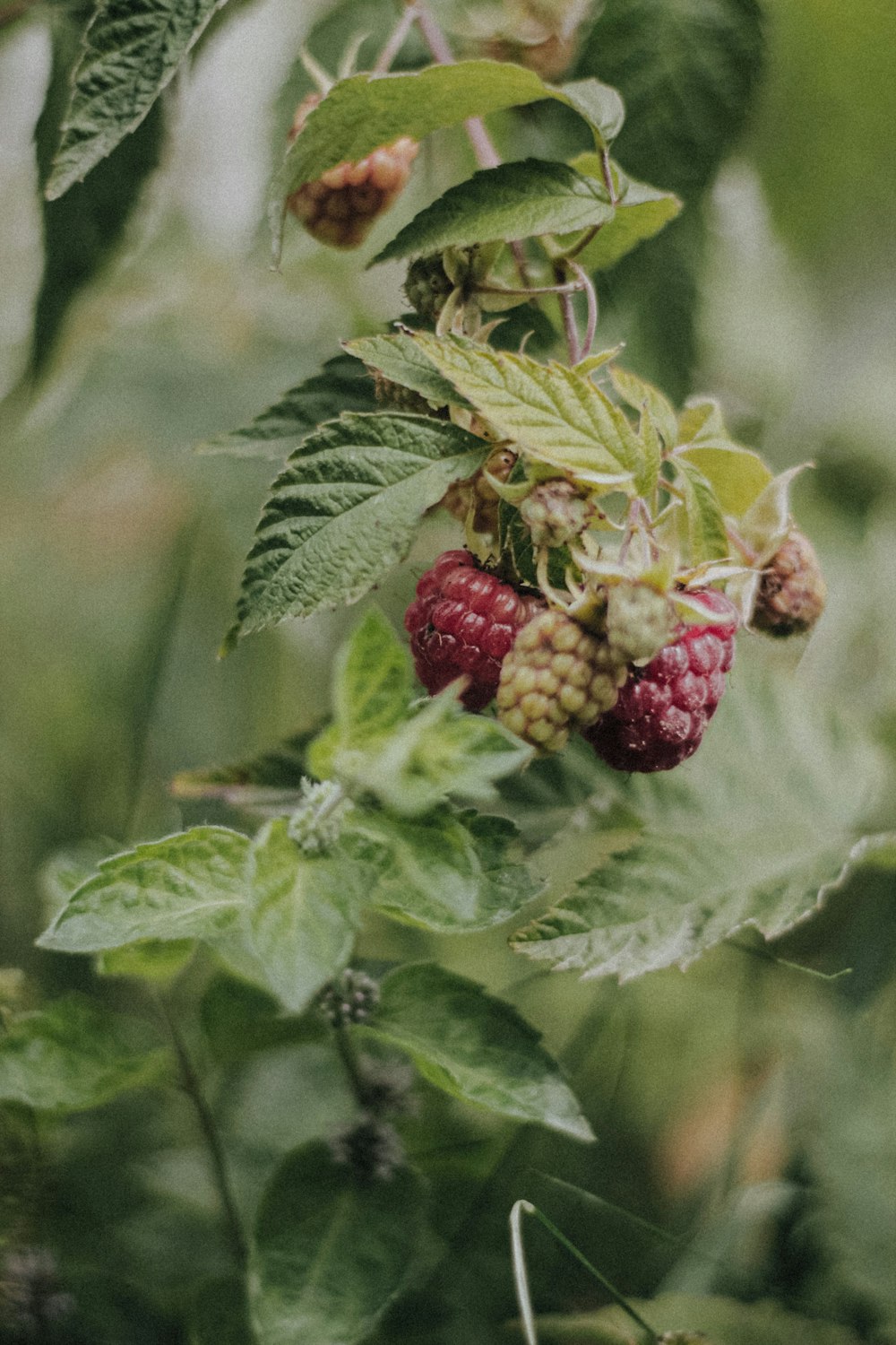 raspberries growing on a bush in a forest