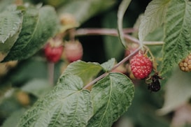 An image of ripe red raspberries hanging from a bush with large green leaves.