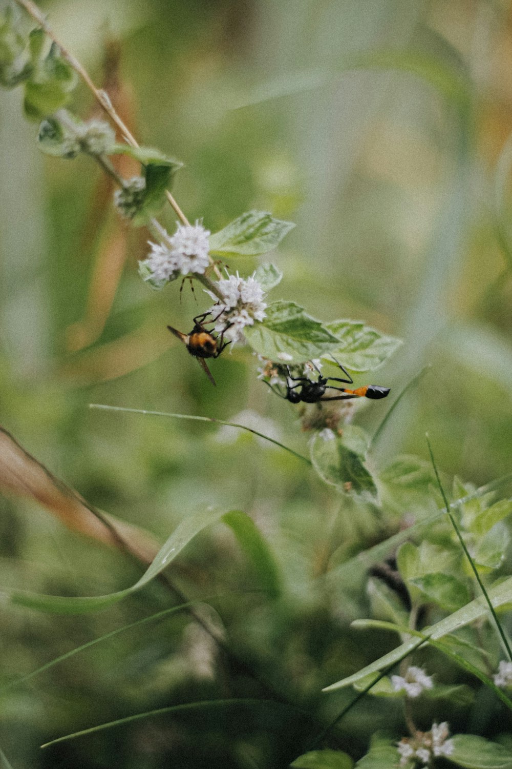 a couple of bees sitting on top of a green plant