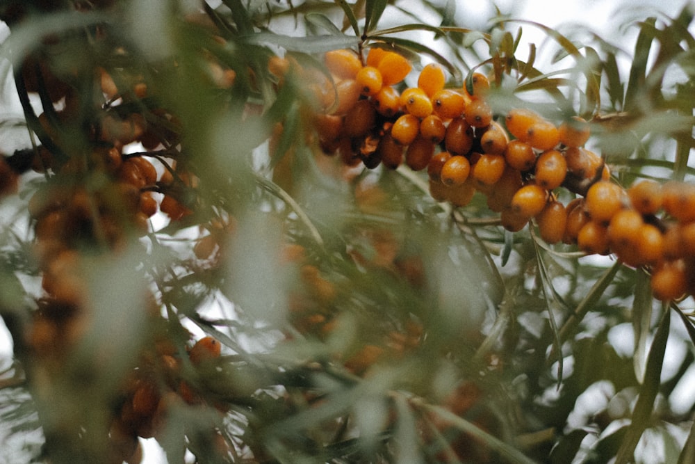 a bunch of fruit hanging from a tree