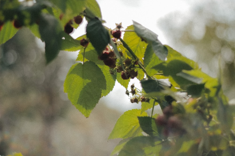 a close up of leaves and berries on a tree