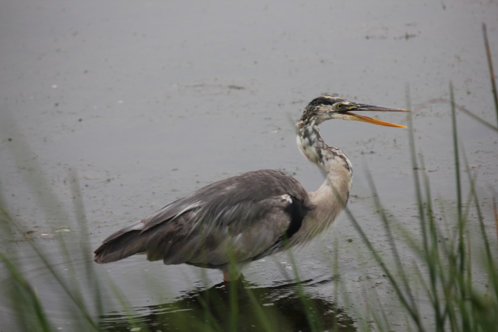 ein Vogel, der mit einem langen Schnabel im Wasser steht