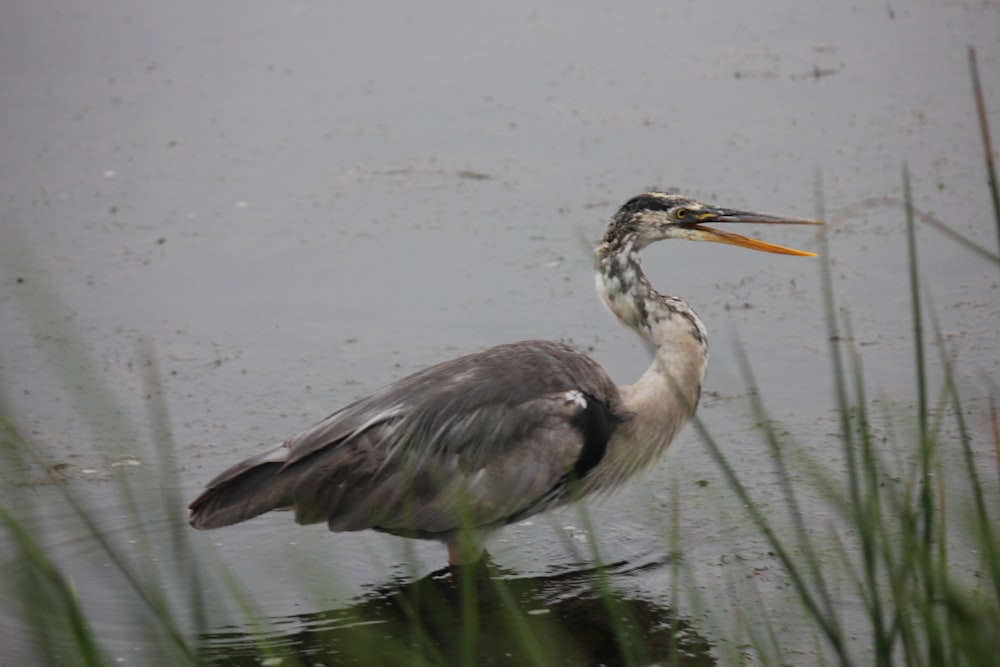 a bird standing in the water with a long beak